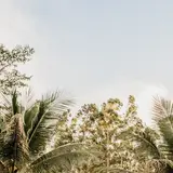 Palm trees at an outdoor wedding